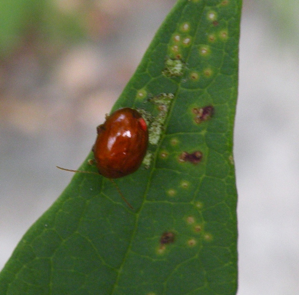 Coleoptera Chrysomelidae